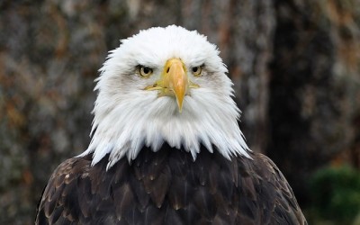 Tipos de poder na negociação