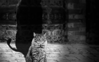 O que faz um líder?